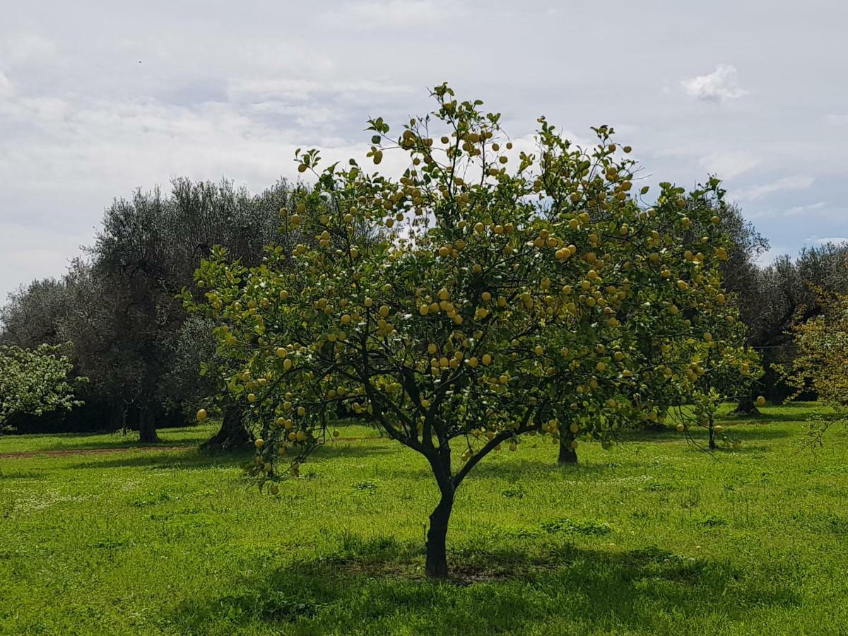 Torchiarolo Masseria Pisciani المظهر الخارجي الصورة